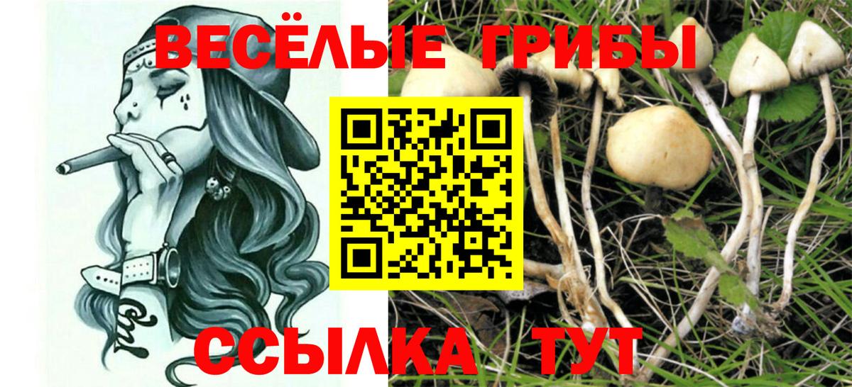 Галлюциногенные грибы Psilocybe  Вход с VPN  Кстово 
